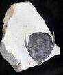 Diademaproetus Trilobite With Free Standing Genals #20746-2